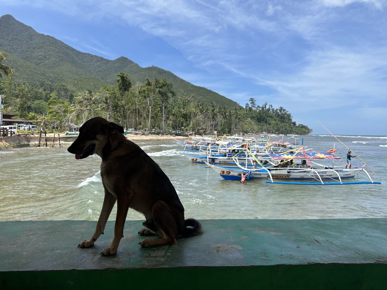photo-of-dog-waiting-near-boats-